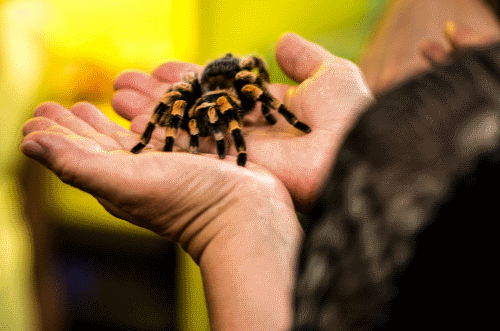 tarantula in hands