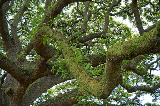 Hitachi Tree Branches