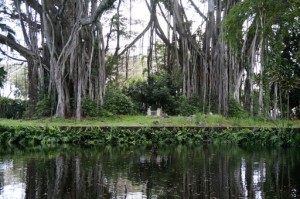 Banyon Trees